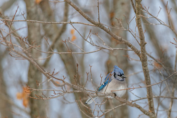 Perched Blue Jay keeping warm landscape