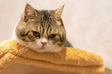 close-up face of white and brown  scottish fold cat a bend down the head and Looking down from the condo bed with grey background.