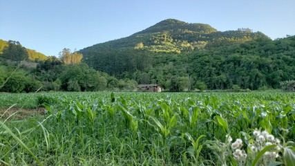 Fototapeta na wymiar Plantação de milho verde nas montanhas