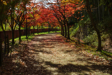 紅葉するイロハモミジの通り抜け
