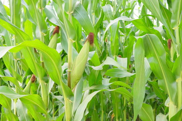 Corn pods on the corn plant,corn field in agricultural garden, pods corn on trunk