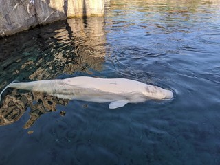 Beluga Whale surfacing