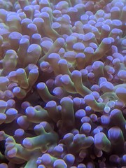 Under water plant llife