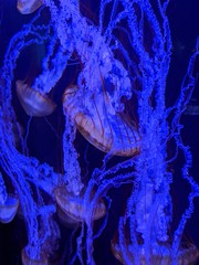 Stringy jellyfish