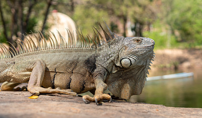 Green iguana also known as the American iguana is a lizard reptile in the genus Iguana in the...