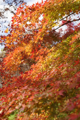 イロハモミジの紅葉