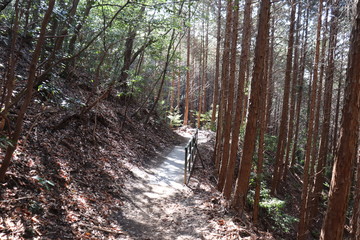 猿投山の登山の景色