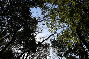 猿投山の登山の景色