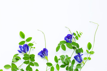 Butterfly pea flower with leaves on white background.