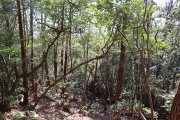 猿投山の登山の景色