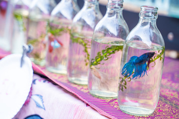 siamese fighting fish in glass bottle