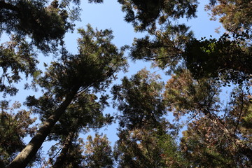 猿投山の登山の景色