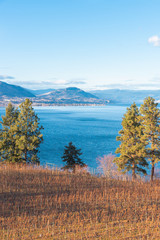 Autumn vineyard and pine trees with view of Okanagan Lake, mountains, and blue sky