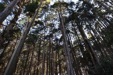 猿投山の登山の景色