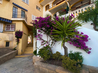 bougainvillea on village wall