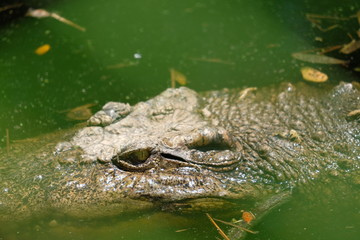 Aligator Crocodile in the mossy swamp.