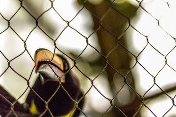 bird behind fence