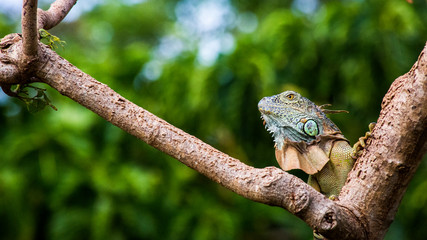 Iguana 