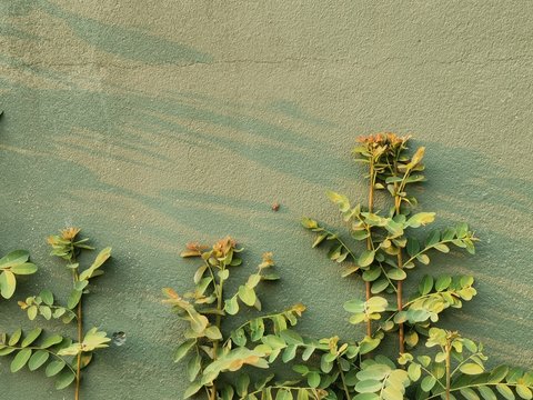 Green Plants On Green Wallpaper 