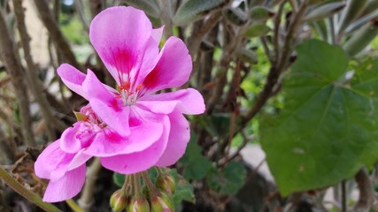 flor rosa