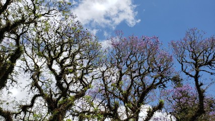 primavera árvore seca e céu azul