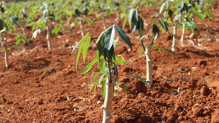 farm Cassava seedlings Planting period 2 months