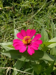 image of purple flower is called paper flower