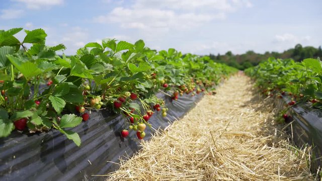 A field with strawberries. Moving the camera forward