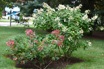 Bushes of a hydrangea paniculata during flowering are a garden ornament.