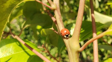joaninha vermelha inseto