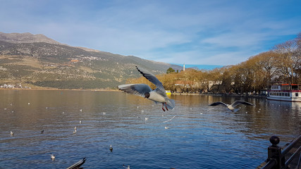 Fototapeta premium ioannina or giannena city in greeece birds gull flying on the lake in winter season