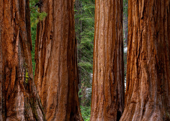 Giant Sequoias