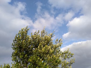 Fototapeta premium tree and blue sky