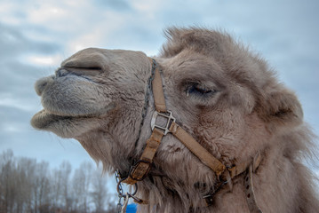  Head of a camel, close-up.