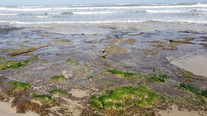 rochas e musgo na praia