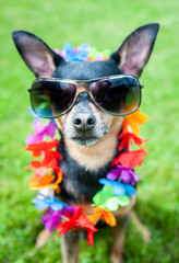Stylish, fashionable portrait of a dog in sunglasses and a necklace of flowers on a green lawn..Summer holiday theme