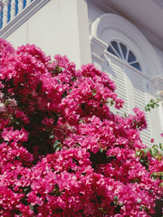 beautiful bougainvillea flowers on blue sky background behind white house