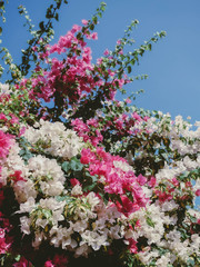 beautiful bougainvillea flowers on blue sky background