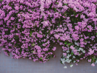 Purple bougainville flowers blooming on white wall