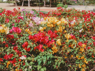 Beautiful Colorful bougainvillea flowers