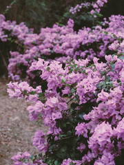 purple bougainvillea flowers in the garden