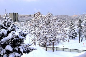 雪の積もった札幌の公園の風景
