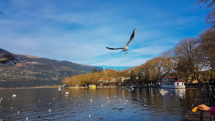 ioannina or giannena city in greeece birds gull flying on the lake  in winter season