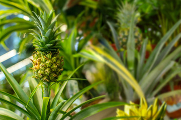 Little pineapple fruit in a greenhouse. Ripe bright tasty Bromelia ananas pineapple. Natural exotic fruit