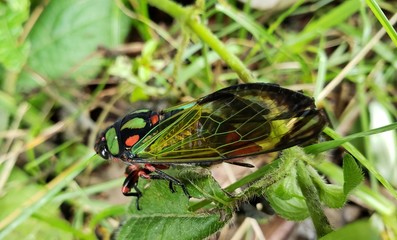 cigarra
