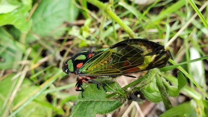 cigarra
