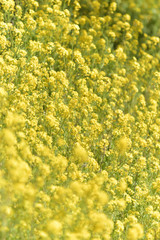 Obraz premium 満開の菜の花