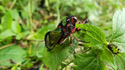 cigarra