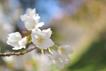 白い河津桜