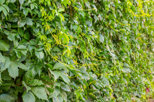 Parthenocissus inserta is a tree liana of the genus Maiden grape green foliage, a family of grapes. Greening the fence with pretending plants, background backdrop